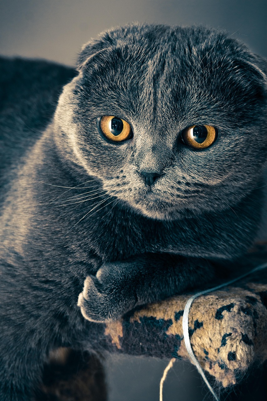 Orijinal kedi markası, marka.pet etiket ve lot fişi