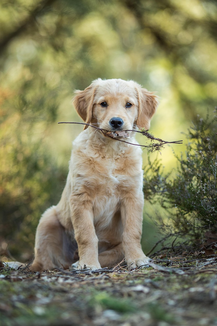 Orijinal köpek markası, yaşam evresi ve ırk hattı
